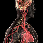 心房細動の生涯リスク、直近10年で増加／BMJのイメージ