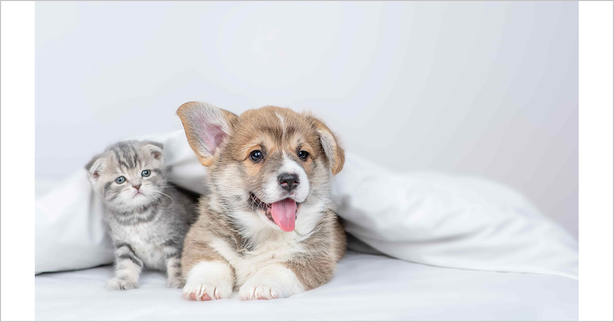 家庭における犬と猫の共存、その成功因子が明らかに