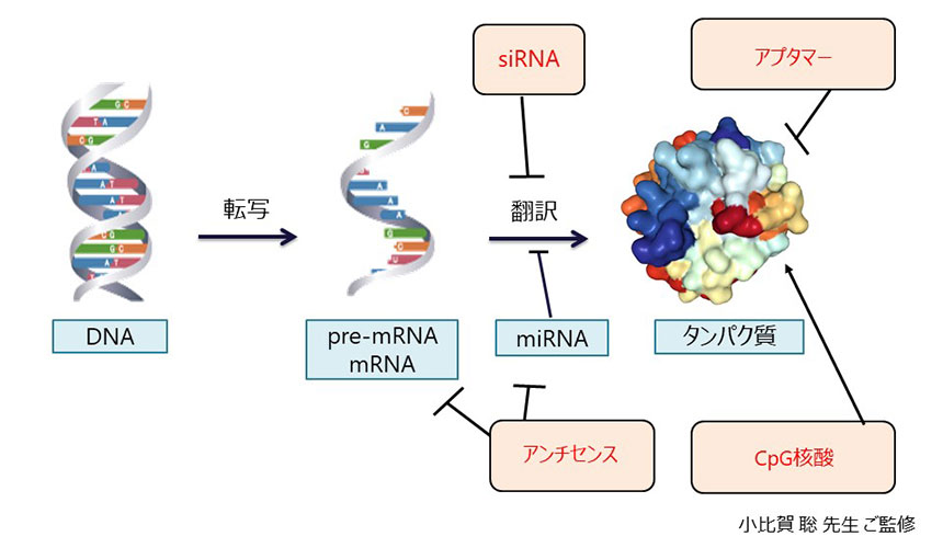 干渉 rna