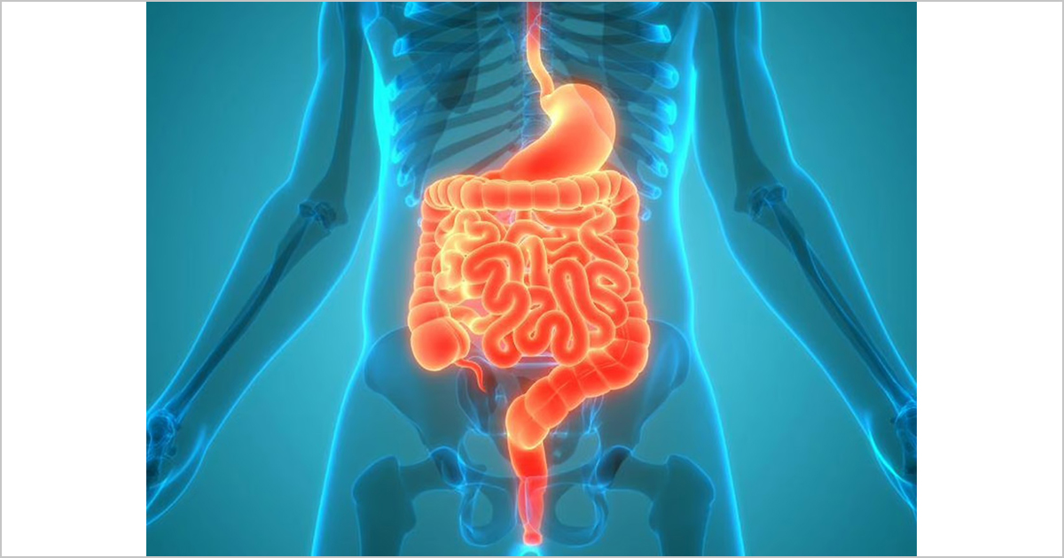 腸内での酪酸産生菌の増加は感染症リスクの低下と関連